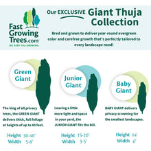 Load image into Gallery viewer, Junior Giant Thuja Tree