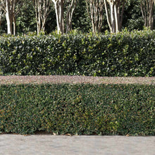 Load image into Gallery viewer, Dwarf Yaupon Holly