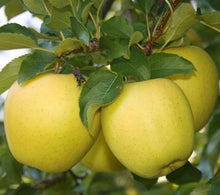 Load image into Gallery viewer, Yellow Delicious Apple Tree