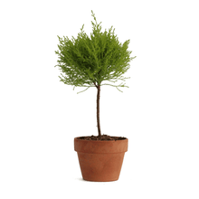 Load image into Gallery viewer, Lemon Crest Cypress Standard