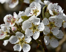 Load image into Gallery viewer, Olympic Giant Asian Pear Tree