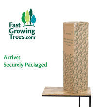 Load image into Gallery viewer, Gianna White Orchid and Fern Gift Plant