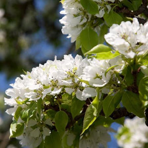 20th Century (Nijisseiki) Asian Pear Tree