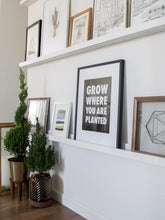 Load image into Gallery viewer, Dwarf Alberta Spruce Gift Plant
