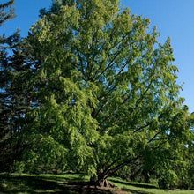 Load image into Gallery viewer, Amberglow™ Redwood Tree
