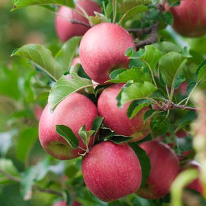 2-in-1 Apple Surprise Tree