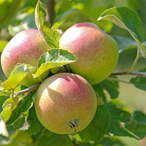 2-in-1 Apple Surprise Tree