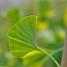 Load image into Gallery viewer, Beijing Gold Ginkgo Tree
