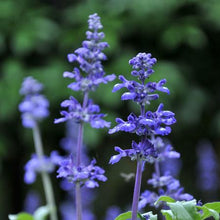 Load image into Gallery viewer, Big Time Blue Lavender
