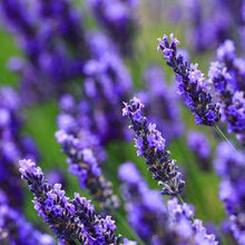 Load image into Gallery viewer, Big Time Blue Lavender
