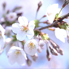 Load image into Gallery viewer, Bing Cherry Tree
