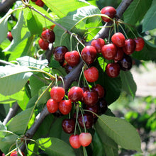 Load image into Gallery viewer, Bing Cherry Tree
