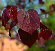 Load image into Gallery viewer, Black Pearl™ Redbud Tree
