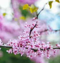 Load image into Gallery viewer, Black Pearl™ Redbud Tree
