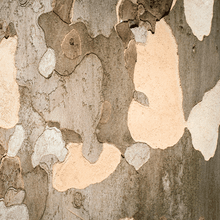 Load image into Gallery viewer, Bloodgood London Planetree
