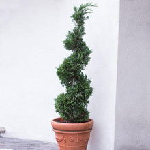 Load image into Gallery viewer, Blue Point Spiral Juniper Gift Plant

