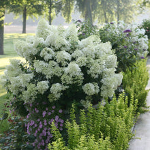 Load image into Gallery viewer, Bobo Hydrangea Shrub
