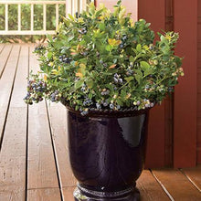 Load image into Gallery viewer, Bushel and Berry® Peach Sorbet™ Blueberry Bush
