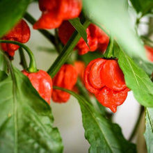 Load image into Gallery viewer, Carolina Reaper Pepper Plant - USDA Organic
