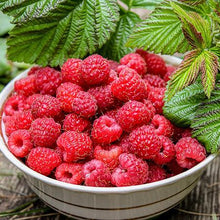 Load image into Gallery viewer, Caroline Raspberry - USDA Organic
