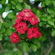 Load image into Gallery viewer, Cherokee Crape Myrtle
