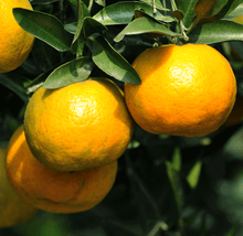 Load image into Gallery viewer, Chinotto Sour Orange Tree
