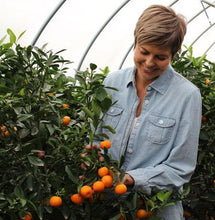 Load image into Gallery viewer, Clementine Tree - USDA Organic
