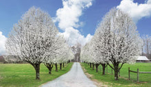 Load image into Gallery viewer, Cleveland Pear Tree
