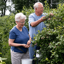 Load image into Gallery viewer, Climax Blueberry - USDA Organic
