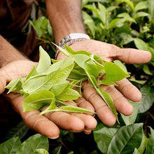 Load image into Gallery viewer, Cold Hardy Tea Plant - USDA Organic
