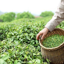 Load image into Gallery viewer, Cold Hardy Tea Plant - USDA Organic
