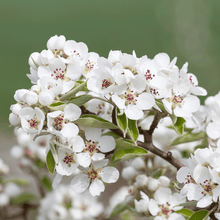 Load image into Gallery viewer, Comice Pear Tree
