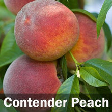 Load image into Gallery viewer, Fruit Cocktail Tree
