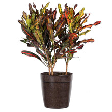 Load image into Gallery viewer, Croton Mammy Plant
