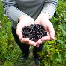 Load image into Gallery viewer, Cumberland Black Raspberry - USDA Organic
