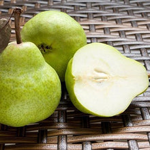 Load image into Gallery viewer, D&#39;Anjou Pear Tree

