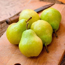 Load image into Gallery viewer, D&#39;Anjou Pear Tree
