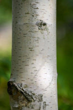 Load image into Gallery viewer, Dakota Pinnacle Birch Tree
