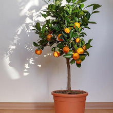 Load image into Gallery viewer, Dancy Tangerine Tree
