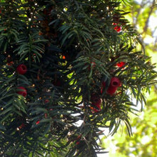 Load image into Gallery viewer, Dense Spreading Yew

