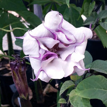 Load image into Gallery viewer, Devil&#39;s Trumpet Plant
