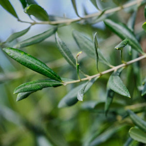 'Little Ollie' Dwarf Olive