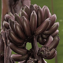 Load image into Gallery viewer, Dwarf Red Banana Tree
