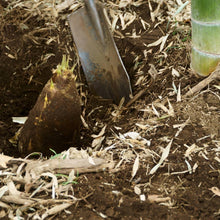 Load image into Gallery viewer, Edible Bamboo Plant
