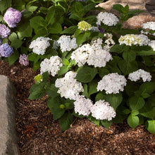 Load image into Gallery viewer, Blushing Bride® Hydrangea Shrub
