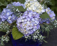 Load image into Gallery viewer, Endless Summer® Hydrangea Shrub
