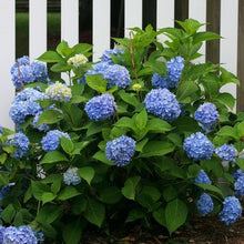 Load image into Gallery viewer, Endless Summer® Hydrangea Shrub
