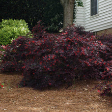Load image into Gallery viewer, &#39;Ever Red&#39; Loropetalum
