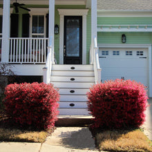 Load image into Gallery viewer, &#39;Ever Red&#39; Loropetalum
