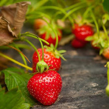 Load image into Gallery viewer, Everbearing Strawberry - USDA Organic
